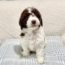 Letty - Labradoodle puppy from Adonai Ra'ah Farms