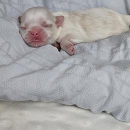 Winter - Lilac male Shih Tzu puppy in Kings Mountain, North Carolina from NC Shih Tzus by Tammy