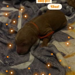 April - orange collar - Red  female Goldendoodle puppy in Puyallup, Washington from Dawnie’s Doodles