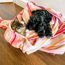 Cockapoo Puppies from Windy Ridge Cockapoos