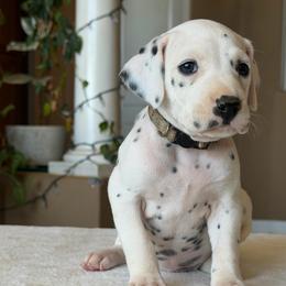 Female 1 - White and black female Dalmatian puppy in Lake Mathews, California from Bully Market
