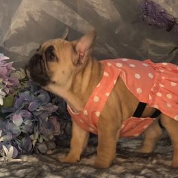 French Bulldog and Newfoundland Puppies from Haywire Frenchies & Newfoundland’s