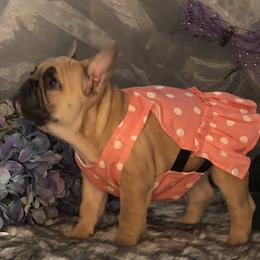 French Bulldog and Newfoundland Puppies from Haywire Frenchies & Newfoundland’s