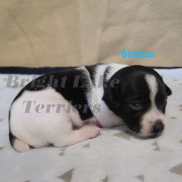 Stratus - White and black male Teddy Roosevelt Terrier puppy in Milaca, Minnesota from Bright Lake Terriers