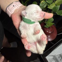 Maltese Puppies from Ayres to Heirs Puppy Co.