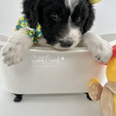 Newfoundland, Newfypoo, and Sheepadoodle Puppies from Sweet Creek Pups