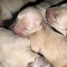 Kona Boy 3 - Golden male Golden Retriever puppy in Fort Morgan, Colorado from Golden Girls Kennels, LLC