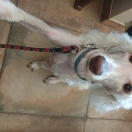 Cavalier King Charles Spaniels, Cavapoos, Goldendoodles, and Poodles from Angel Breed Solutions