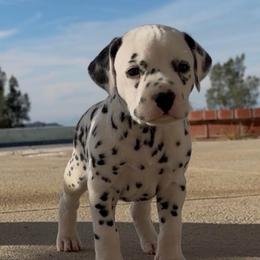Male 2 - White and black male Dalmatian puppy in Lake Mathews, California from Bully Market