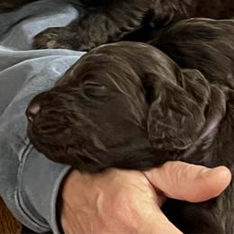 Mr Purple - Liver male Boykin Spaniel puppy in Stapleton, Alabama from Taensas Boykins