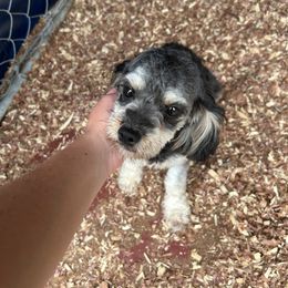 Bell - Cavapoo