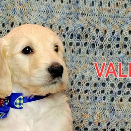 Goldendoodle Puppies from Sancass'd Goldendoodles