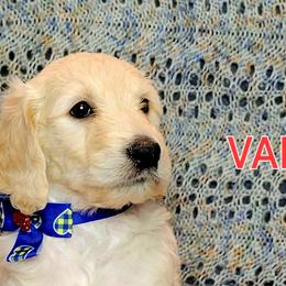 Goldendoodle Puppies from Sancass'd Goldendoodles