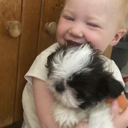 Shih Tzu Puppies from Tiny Bubbles Shih Tzus