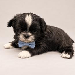 Atlas - Black and white male Shih Tzu puppy in Montgomery, Texas from Furbourne Farm