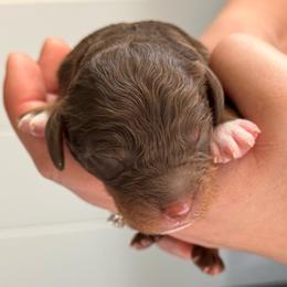 Mr Green - Chocolate male Cavapoo puppy in Norton Shores, Michigan from Dune Pack Doodles and Poodles