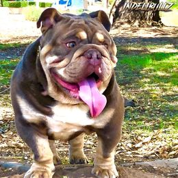 Bulldogs from Andy Flores (Indelibullz)