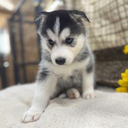 Draco - Black and white male Siberian Husky puppy in Columbus, Nebraska from Happy Howlin' Smokey Mountain Huskies