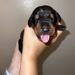 Doberman Pinscher Puppies from Ludic Kennels