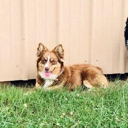 Izzy - Miniature Australian Shepherd