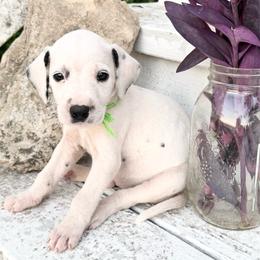 Lime - White and black female Dalmatian puppy in Westhoff, Texas from Smart Dalmatians (LUA)