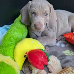 Chloe - Silver gray female Weimaraner puppy in Rancho Cucamonga, California from Freehart's Weimaraners