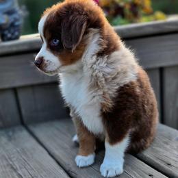 CEDAR - Red merle male Miniature Australian Shepherd puppy in Viking, Minnesota from Son Shine Farm