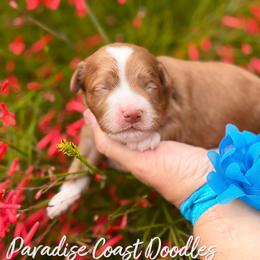 Pool MINI - Red  male Goldendoodle puppy in Naples, Florida from Paradise Coast Doodles