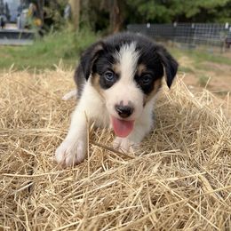 Boy 6 - Y - Tri-color male Border Collie puppy in Annona, Texas from Madeline's Border Collies