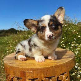 Nimbus - Blue merle and white male American Corgi puppy in Inverness, Florida from Canaan Farm Corgis