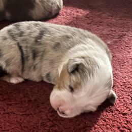 Blue Merle boy - Blue merle male Australian Shepherd puppy in Lebanon, Oregon from Mt. Hope Aussies
