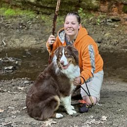 Australian Shepherd All Grown Up from High Court Aussies - Plymouth Indiana