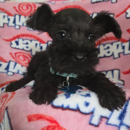 Pooh - Salt and pepper female Miniature Schnauzer puppy in Titusville, Florida from Alysha's Grandbabies