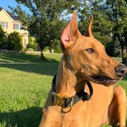 Doberman Pinschers and German Shepherds from By My Side Germans Shepherds & Dobermans