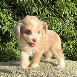 Diva - Red tri-color female Aussiedoodle puppy in Los Angeles, California from LA’s Favorite Puppies