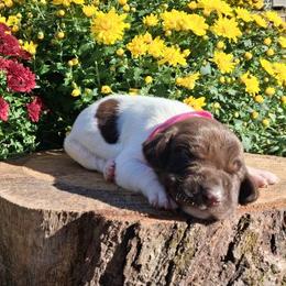 Dark Pink Girl - Liver and white female German Shorthaired Pointer puppy in Potosi, Wisconsin from Point and Flush Gun Dogs