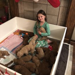 Goldendoodle Puppies from Cooley Doodles