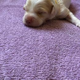 Yellow - Tri-color female Australian Labradoodle puppy in Fontana, California from Grammy's Puppy Love doodles and poodles