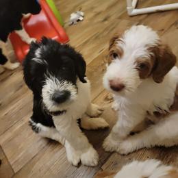 Labradoodle Puppies from Tyson's Farm Doodles