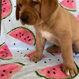 Labrador Retriever Puppies from Triple Threat Labradors