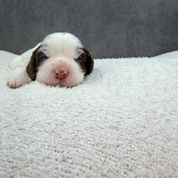 Flo - Chocolate female Australian Labradoodle puppy in Denton, Texas from Liberty Hill Labradoodles