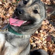 "Mine our hiking buddy" Kishu Ken All Grown Up from Akagawa Roushya