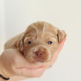 Light Pink - Apricot female Australian Labradoodle puppy in Williamstown, New York from Lewis Manor Labradoodles