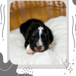 Milo - Tri-color male Bernedoodle puppy in Sterling, Colorado from North 40 Doodles