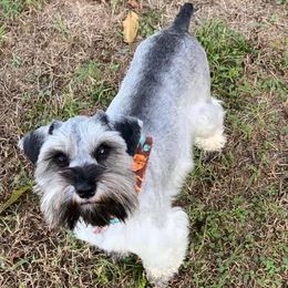 Salty - Miniature Schnauzer