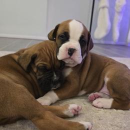 Boxer Puppies from Bayla Belle & Blossom's Boxers