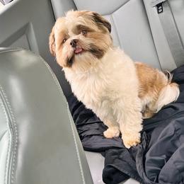 Bentley - Shih Tzu