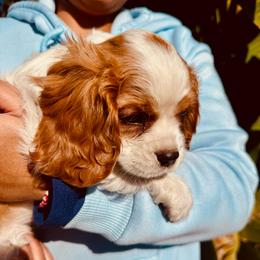 Dawson - Blenheim male Cavalier King Charles Spaniel puppy in Mount Dora, Fl, Florida from Breezy Palms Cavaliers