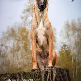 Belgian Malinois Puppies from Ak Hell Hounds