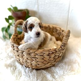 Queso - Parti male Goldendoodle puppy in Bremen, Indiana from Farmland Doodles